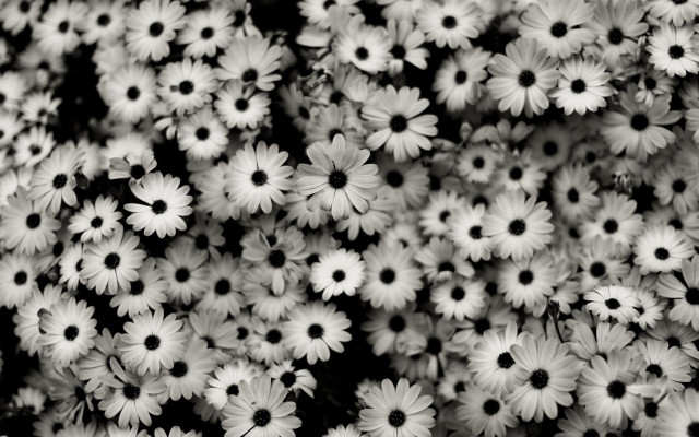 White flowers black centers bouquet free wallpaper - medium preview image
