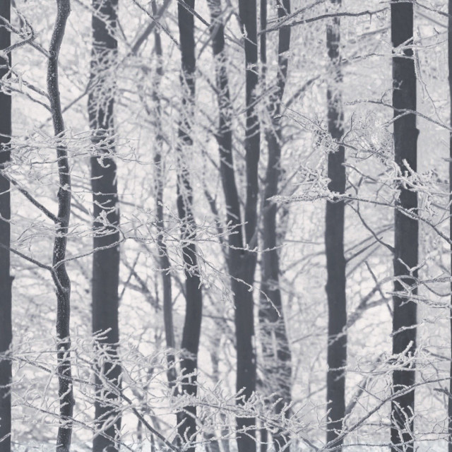 Black white forest snow branches free wallpaper - medium preview image
