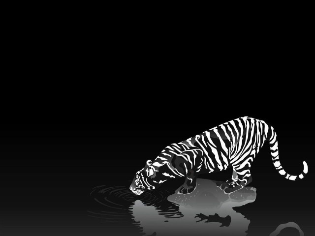 Black white tiger drinking water free wallpaper - medium preview image