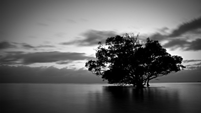 Lone tree lake sunset dawn free wallpaper - medium preview image
