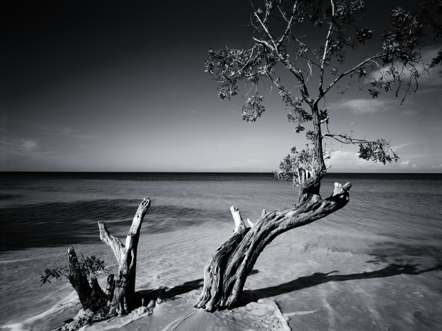 Tree sand water black white free wallpaper - medium preview image