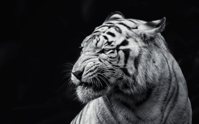 White tiger looking distance eyes free wallpaper - medium preview image