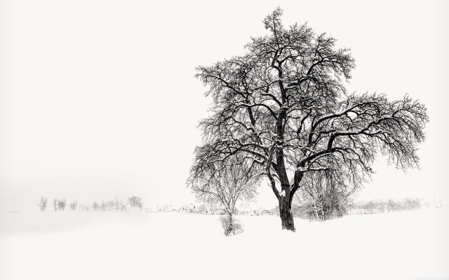 Tree field snow sky clouds free wallpaper - medium preview image