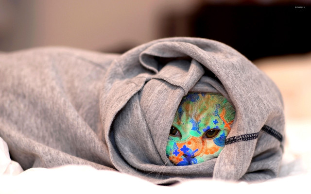 Cat blanket bed collar tag free wallpaper - medium preview image