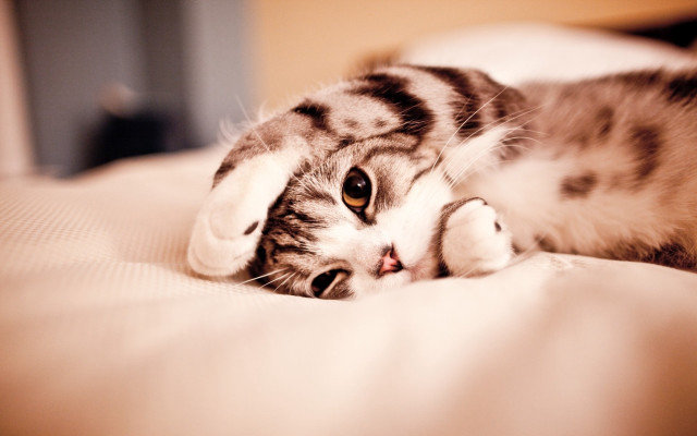 Cat pillow bed carlos catasse free wallpaper - medium preview image