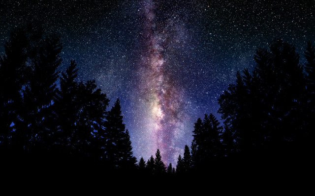 Night sky stars trees foreground #3 free wallpaper - medium preview image