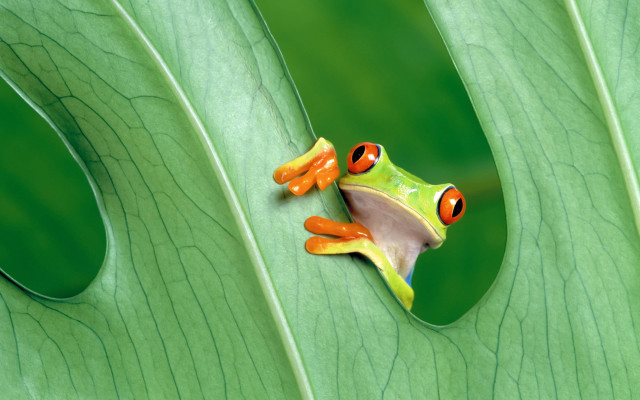 Frog orange eyes green leaf #2 free wallpaper - medium preview image