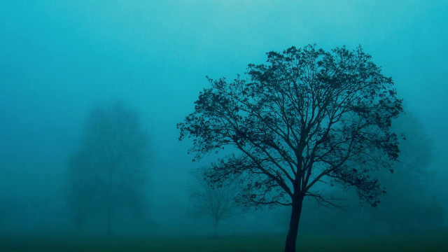 Tree field fog sun tonalism free wallpaper - medium preview image