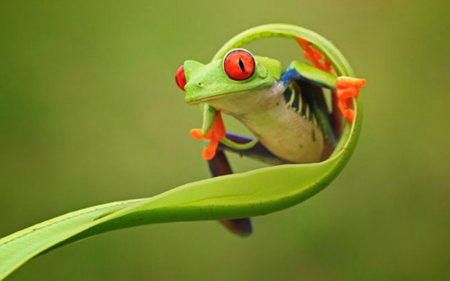 Frog red eyes leaf curled free wallpaper - medium preview image