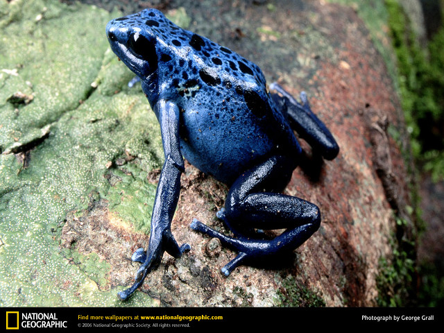 Blue frog rock forest moss free wallpaper - medium preview image