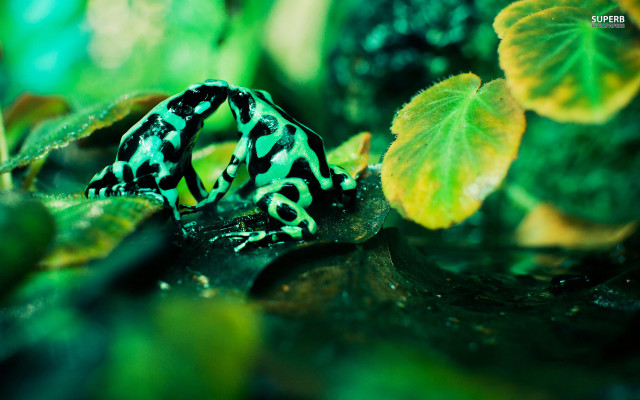 Frog sitting leaf covered ground free wallpaper - medium preview image
