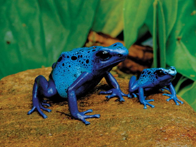 Blue frogs rock garden green free wallpaper - medium preview image