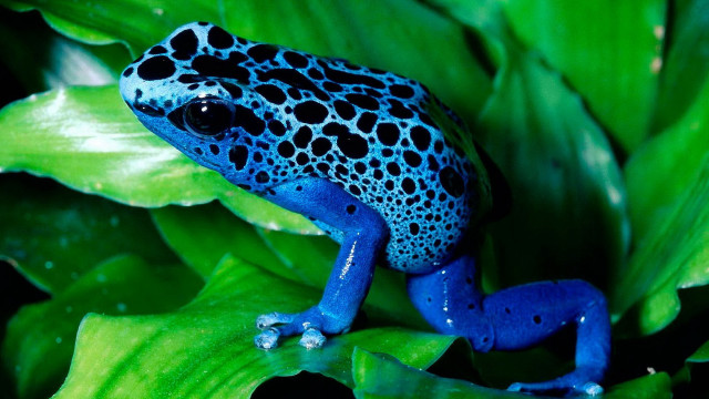 Blue black frog green plant #3 free wallpaper - medium preview image