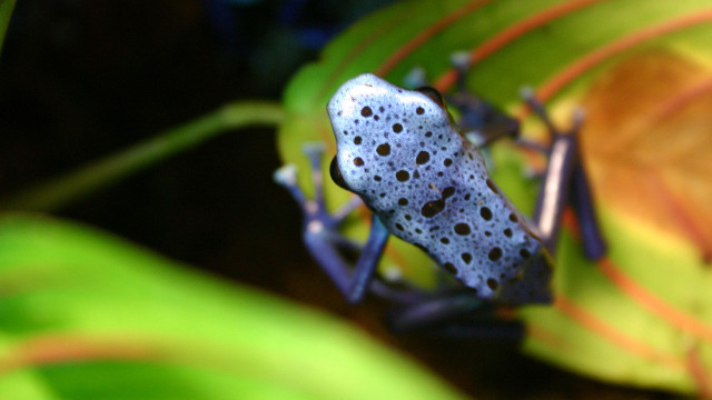 Bug closeup leaf blurry background free wallpaper - medium preview image
