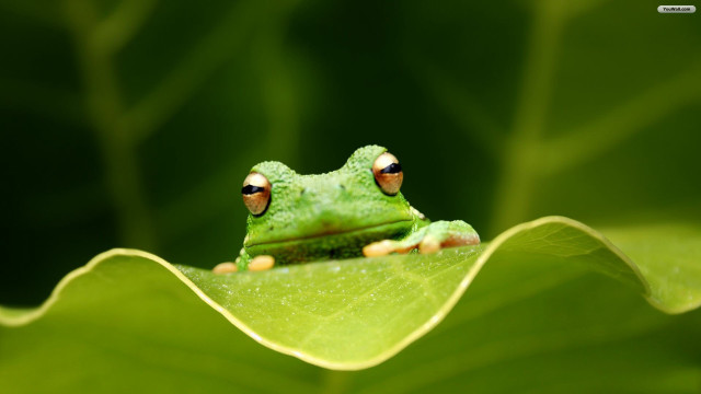 Green frog leaf water drops free wallpaper - medium preview image
