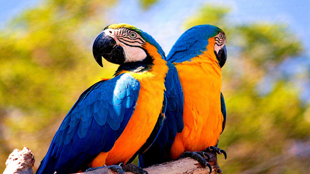 Colorful birds sitting branch tree #5 free wallpaper - medium preview image
