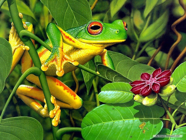 Frog branch flower leaf red free wallpaper - medium preview image