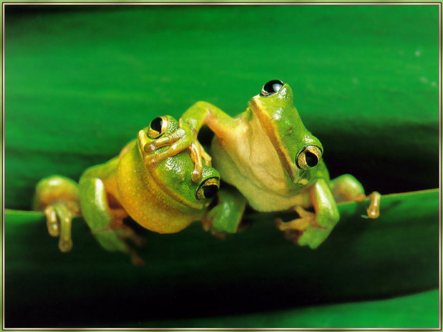 Two green frogs leaf water free wallpaper - medium preview image