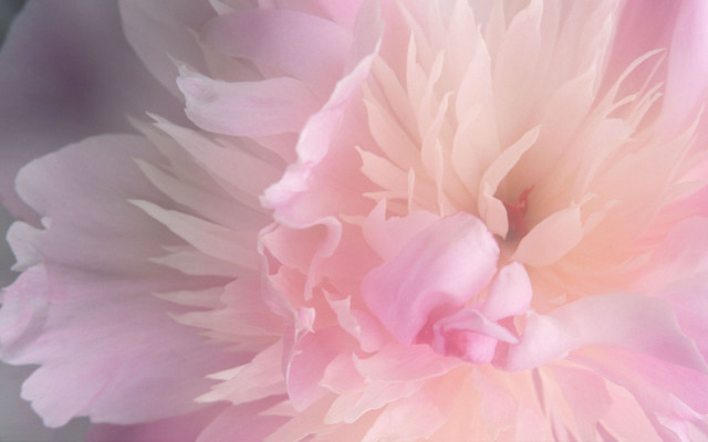 Pink flower white green center free wallpaper - medium preview image