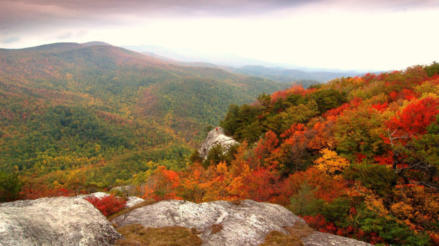 Mountain autumn forest maple leaves free wallpaper - medium preview image