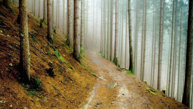 Dirt road forest trees fog free wallpaper - medium preview image
