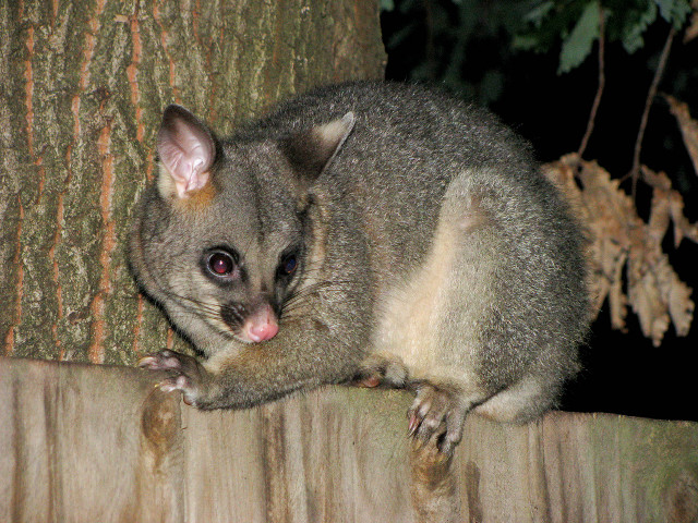 Small animal tree branch night #2 free wallpaper - medium preview image