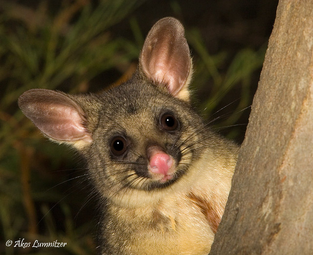Small animal tongue out tree free wallpaper - medium preview image