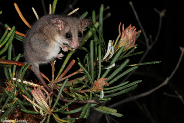 Small mouse tree branch night free wallpaper - medium preview image