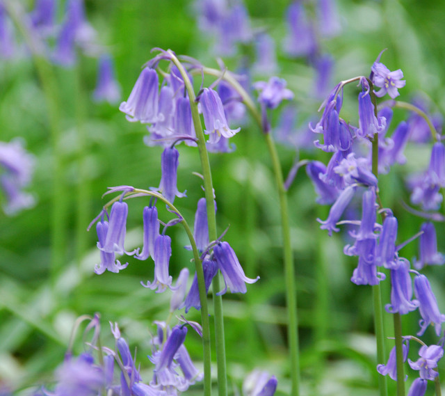 Purple flowers in the grass #2 free wallpaper - medium preview image