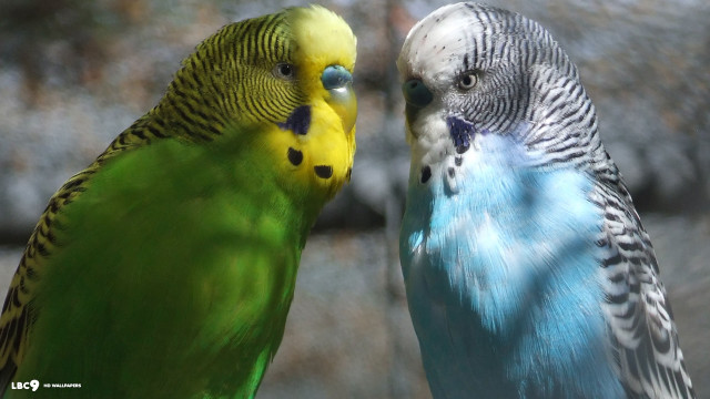 Colorful birds branch tree woods free wallpaper - medium preview image