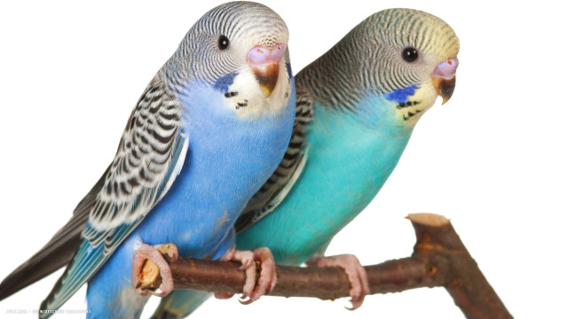 Blue yellow parakeets branch white free wallpaper - medium preview image