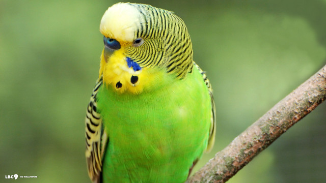 Green bird dionisius superflat jigsaw free wallpaper - medium preview image