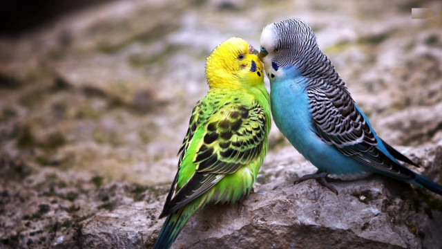 Colorful birds standing rock together #2 free wallpaper - medium preview image