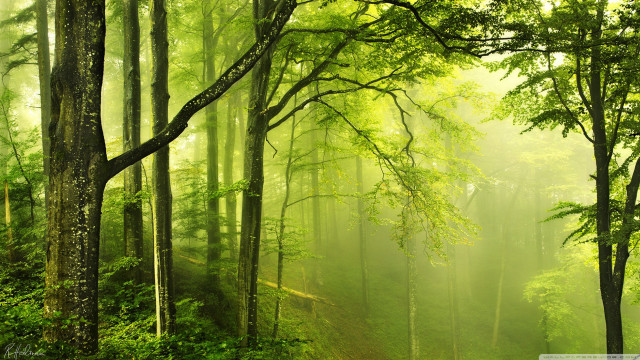 Forest dirt road trees background free wallpaper - medium preview image
