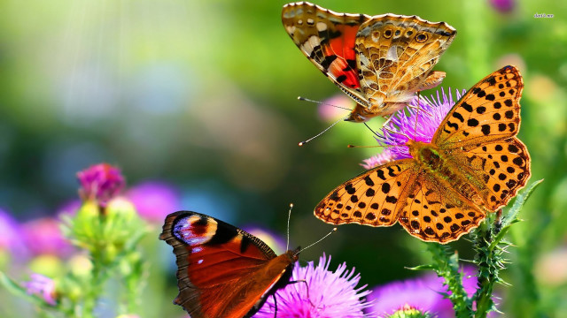 Butterflies sitting flower sun ground free wallpaper - medium preview image