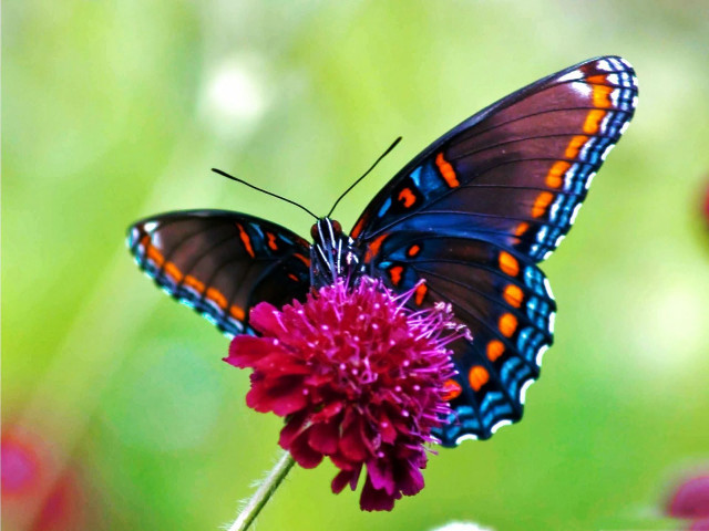 Butterfly sitting flower field flowers free wallpaper for desktop - medium preview image