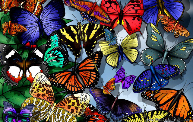 Colorful butterflies flying sky blue free wallpaper - medium preview image
