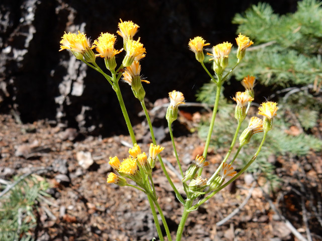 Plant yellow flowers rocky dirt free wallpaper - medium preview image
