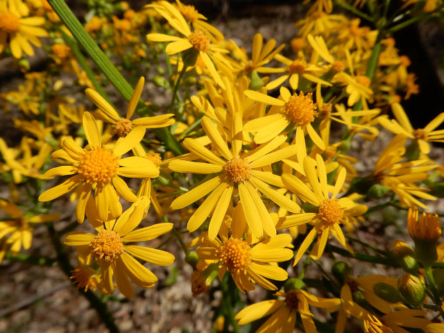 Yellow flowers growing dirt green free wallpaper - medium preview image