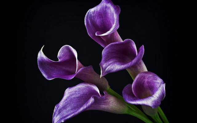 Purple flowers black background bunch free wallpaper - medium preview image