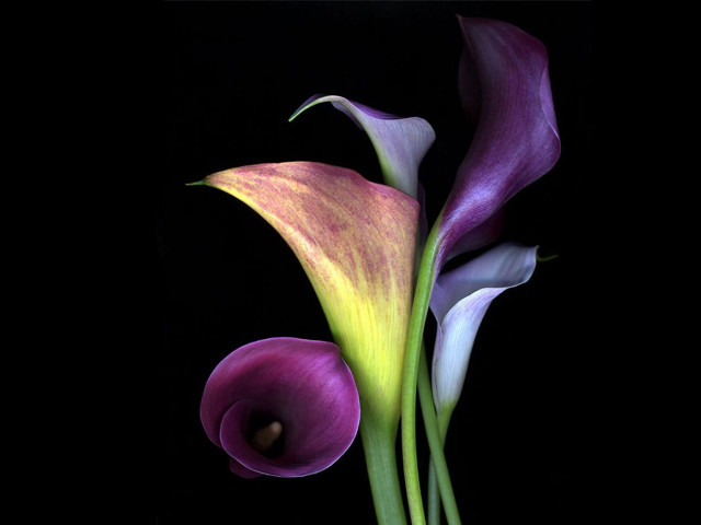 Purple yellow flower black background free wallpaper - medium preview image