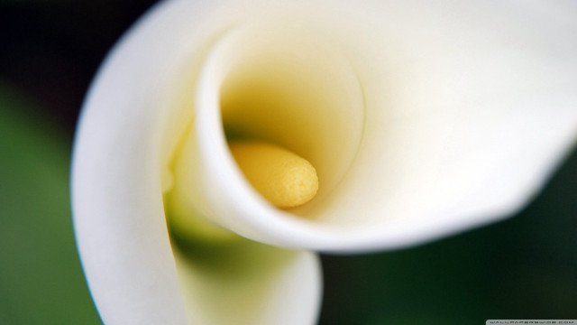 Close up white flower green #2 free wallpaper - medium preview image