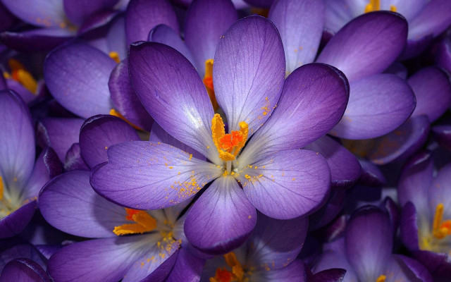 Purple flower closeup yellow stamens free wallpaper - medium preview image