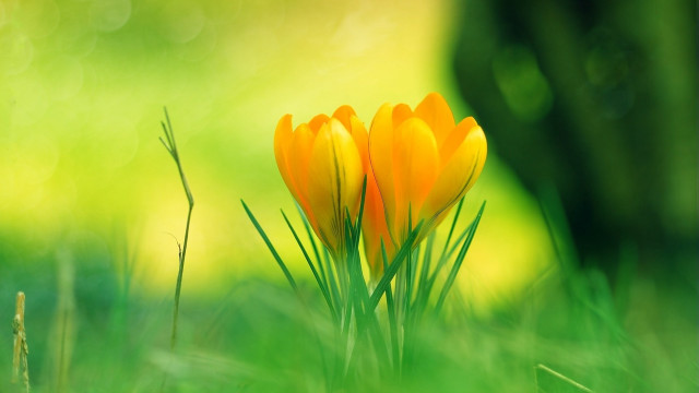 Yellow flowers grass sunny day #2 free wallpaper - medium preview image