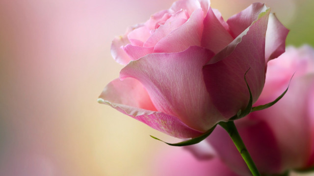 Pink rose macro romantic blurry free wallpaper - medium preview image