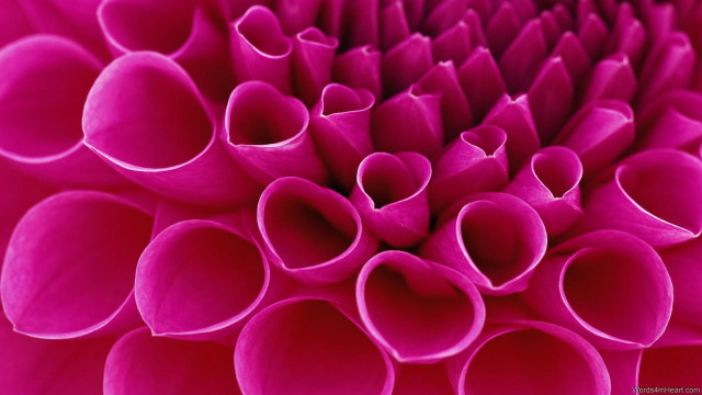 Pink flower close up petals free wallpaper - medium preview image