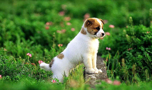 Puppy flower field green background free wallpaper - medium preview image