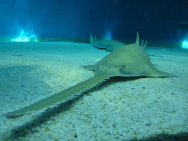Large shark mouth open long free wallpaper - medium preview image