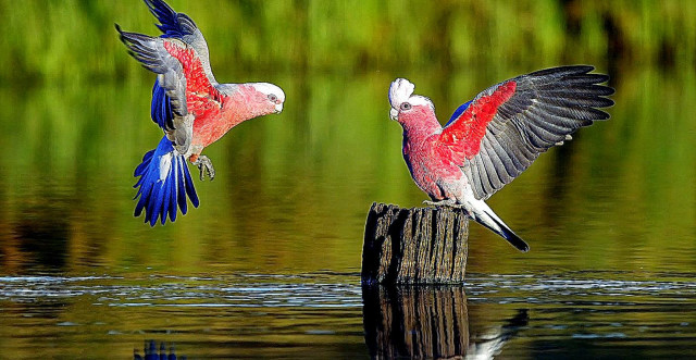 Two birds flying water wings #3 free wallpaper - medium preview image