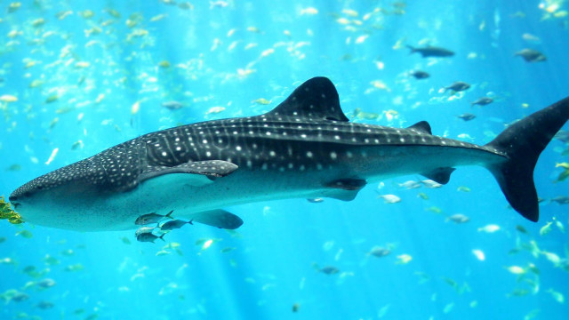 Whale swimming ocean fish around #2 free wallpaper - medium preview image